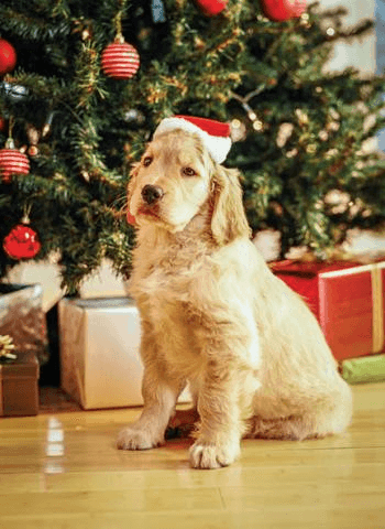 Remedies for pets over Christmas